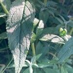 Buddleja albiflora Ліст