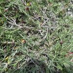 Fumana procumbens Kabuk