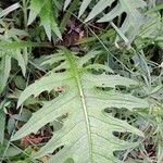 Cirsium rivulare Likasa