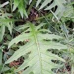 Cirsium rivulare Fuelha