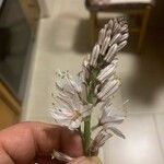 Asphodelus macrocarpus Kwiat