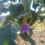 Solanum lycocarpum Flor
