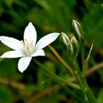 Ornithogalum umbellatum Flower