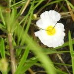 Baldellia ranunculoides Flower