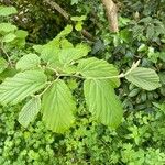 Hamamelis virginiana Folio