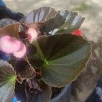 Begonia cucullata cv. 'Doublet Rose Pink' Blatt