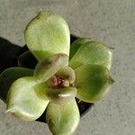 Sedum hernandezii Foglia