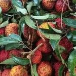 Litchi chinensis Yaprak