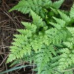 Asplenium adiantum-nigrum Blad