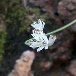 Allium subvillosum Flower