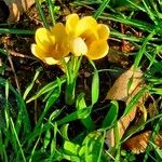 Crocus chrysanthus Květ