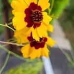 Coreopsis tinctoriaFlors