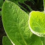 Digitalis thapsi Leaf