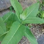 Asclepias purpurascens Leaf