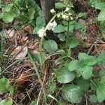 Pyrola rotundifolia Flower