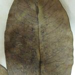 Vochysia cayennensis Інше