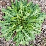 Crepis bursifolia Fulla