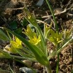 Gagea villosa Flower