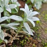 Cerastium tomentosum Hoja