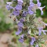 Nepeta × faassenii Floare