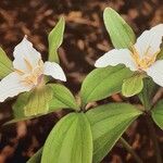 Trillium pusillum