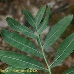 Rhaponticoides alpina Liść