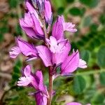 Polygala nicaeensis Fula