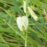 Vicia lutea Flower