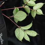 Aralia cachemirica Агульны выгляд