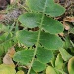 Sonchus ustulatus Leaf