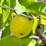 Ximenia americana Fruit