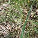 Cypella herbertii Hábito