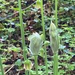 Allium siculum Natur