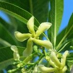 Tabernaemontana persicariifolia Flower