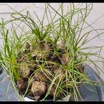 Albuca humilis Leaf