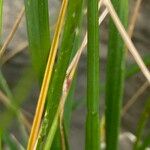 Helictotrichon sedenense Leaf