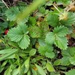 Fragaria viridisLiść