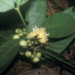 Siparuna guianensis Плод