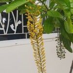 Lophanthera lactescens Flor