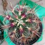 Echinocereus viridiflorus Blatt