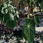 Philodendron gloriosum List