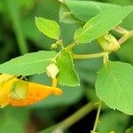 Impatiens capensis Blad