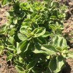 Origanum majorana पत्ता