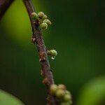 Ficus virens Fruto