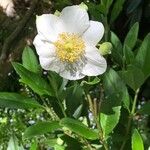 Carpenteria californica Çiçek