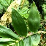 Dendrobium victoriae-reginae Frucht