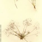 Molineriella minuta 其他