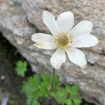 Anemone baldensis പുഷ്പം