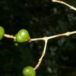 Turpinia occidentalis Frugt