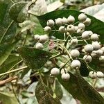 Pavetta bidentata Fruit